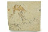 Two Cretaceous Fossil Shrimp - Lebanon #375796-1